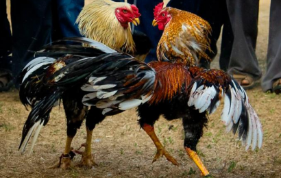 Un corral de gallos de riña