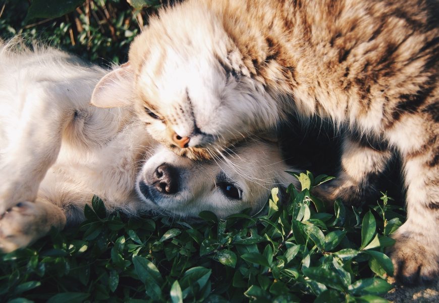 España: crece el seguro de perros y gatos en caso de fallecimiento