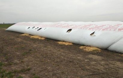 Silo bolsa: cómo proteger al gran aliado del productor agropecuario