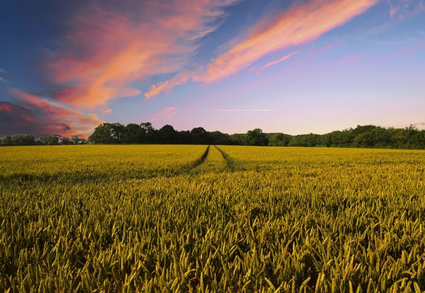 Galeno Seguros incursiona en los seguros agrícolas