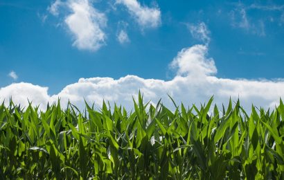 Chile: llaman a pequeños agricultores con seguros a denunciar siniestros por daños ante lluvias