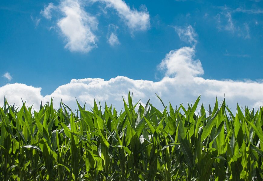 Chile: llaman a pequeños agricultores con seguros a denunciar siniestros por daños ante lluvias Chile: llaman a pequeños agricultores con seguros a denunciar siniestros por daños ante lluvias