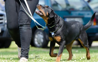 Cobertura para perros peligrosos