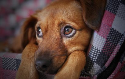 Nuevos beneficios a la cobertura adicional de Mascotas en sus Seguros de Hogar