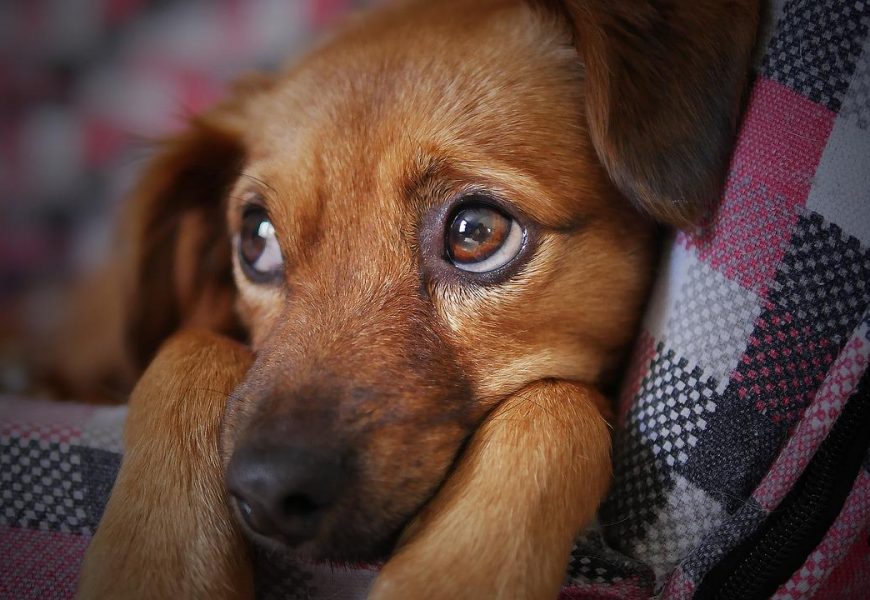 Nuevos beneficios a la cobertura adicional de Mascotas en sus Seguros de Hogar