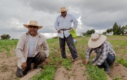 EEUU: inversión para promover el seguros de cosechas entre los agricultores desatendidos