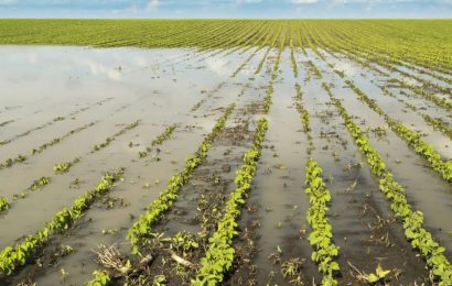 <strong>Seguros paramétricos para ampliar la cobertura agrícola</strong>