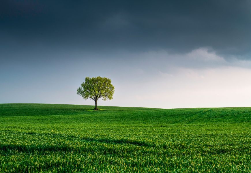 Día Mundial del Medio Ambiente: Seguros SURA y su compromiso sustentable