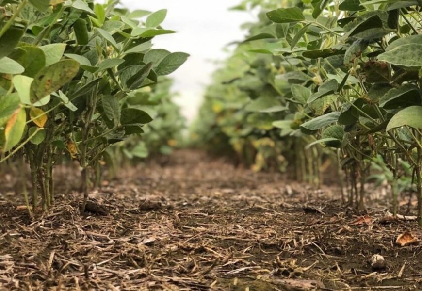 Uruguay: menos oferta de seguros agrícolas y más costosos Uruguay: menos oferta de seguros agrícolas y más costosos