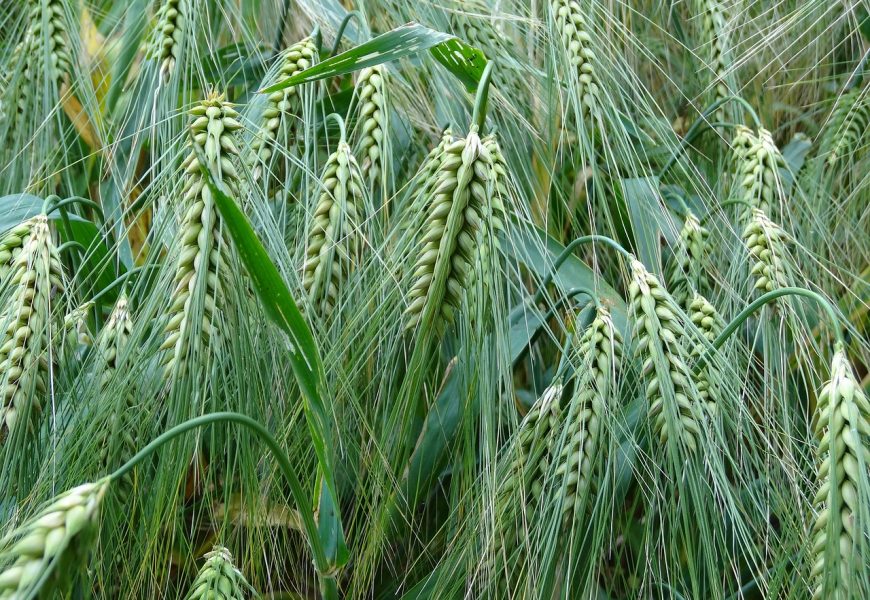Mercado Latam: mejoras en los índices de Gestión de Seguro Agrícola