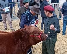 El seguro ganadero en La Rural